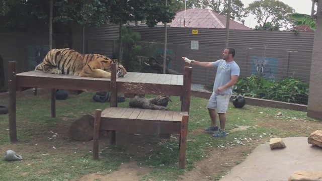 Bandymas atkreipti tigro dėmesį vos nesibaigė nelaime – padarė esminę klaidą