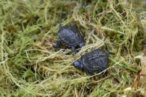 Karšta vasara Lietuvoje pakeitė itin retų gyvūnų elgesį