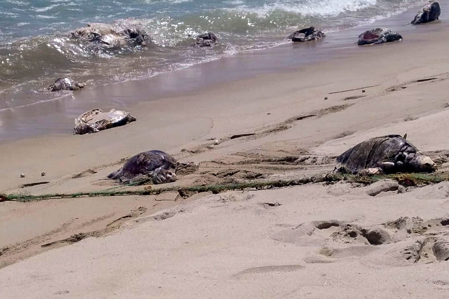  Daugiau kaip 300 jūrinių vėžlių, priklausančių vienai nykstančiai rūšiai, buvo rasti negyvi viename pietų Meksikos paplūdimyje, įsipainioję į draudžiamo tipo žvejybos tinklus, pranešė aplinkosaugos institucijos.<br> AFP/Scanpix nuotr.