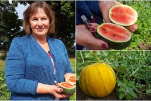 Panevėžio rajono ūkininkės valdose klesti egzotiniai vaisiai – pasakė, kodėl