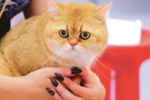 Naujosios Zelandijos gyventojai pasipiktinę: valdžia užsimojo atsikratyti kačių