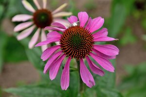 Sunku net patikėti, nuo ko gydo rausvažiedės ežiuolės