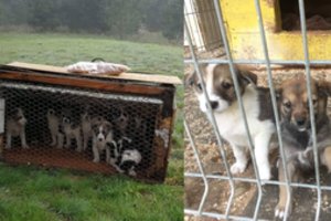 Širdį suvirpinusios vištų dėžėje paliktų šunelių istorijos atomazga