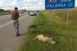 Liūdna istorija prie Palangos: automobilis užmušė dvi avis ir šunį