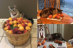 Šio katino meilė persikams sužavėjo visą pasaulį