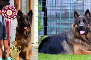 Kauniečių šeima su retos veislės Wolfgangu nuskynė pirmosios vietos laurus