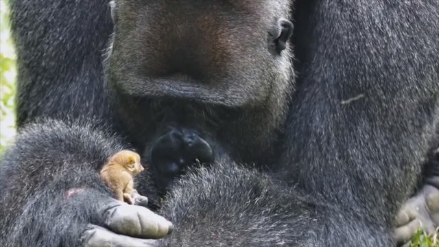 Nesuvaidinta gamta – gorilos reakcija į mažą draugą nustebino net darbuotojus