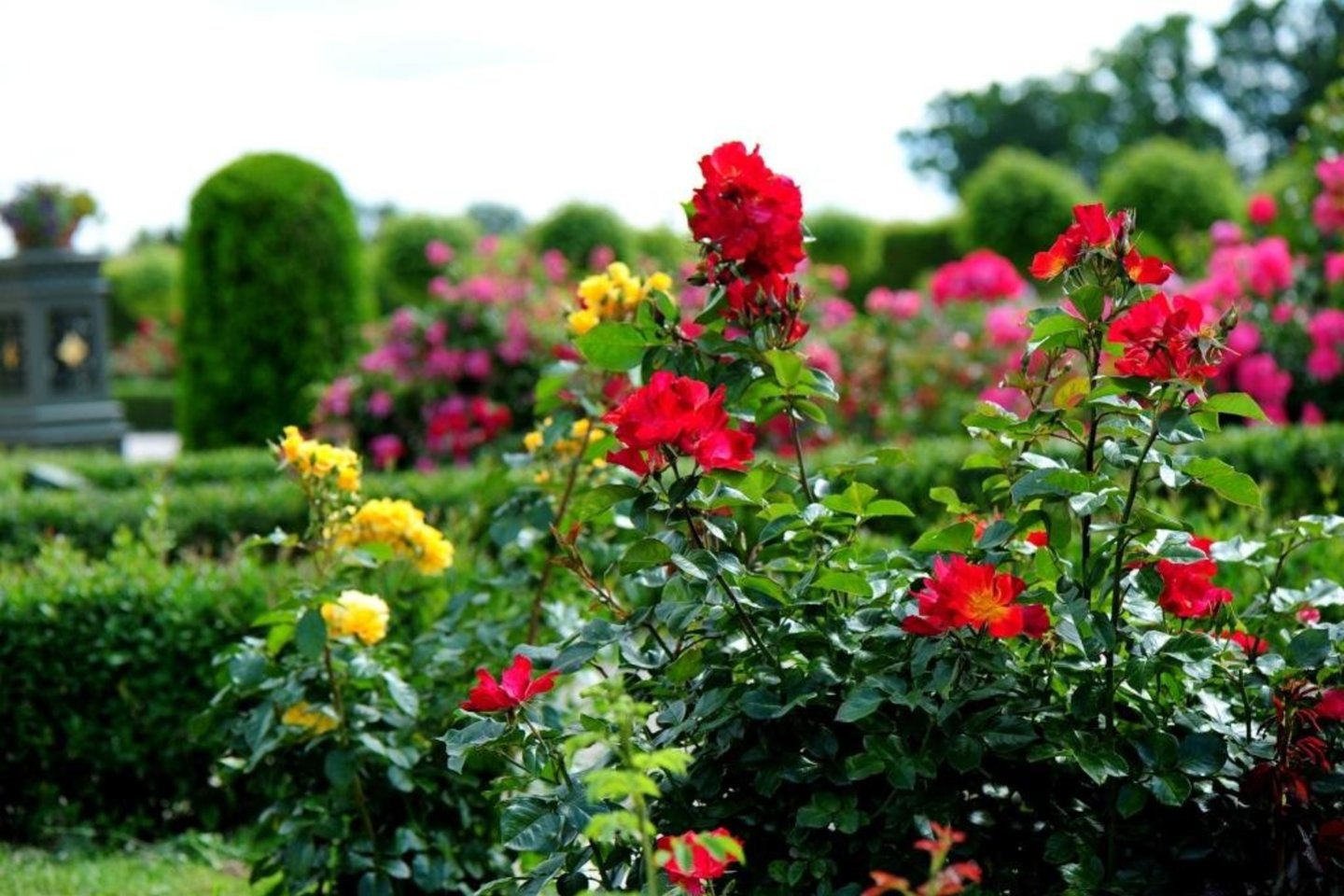 Rundalės pilies rožyne 2,3 ha plote auginamos 2230 skirtingų rožių veislių.<br> A.Tubaitės nuotr.