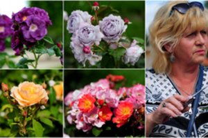 Jei vis dar nedrįstate auginti rožių: užsukite į šį stebuklingą sodą