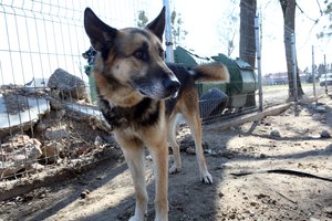 Veterinarė griebiasi už galvos dėl situacijos Lietuvoje