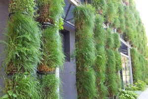 Neįtikėtina, bet galite įdarbinti savo namo sienas – jas priversti žaliuoti 