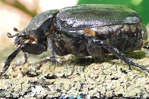 Itin retas ir saugomas vabalas aptiktas prie dvaro Rokiškio rajone