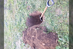 Beširdžių porelė Ignalinos r. pakorė kalę ir nuskandino jos šuniukus