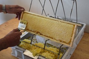 Bitininkai niūrūs – medaus per akis, bet jo niekas neperka, graibsto kinišką