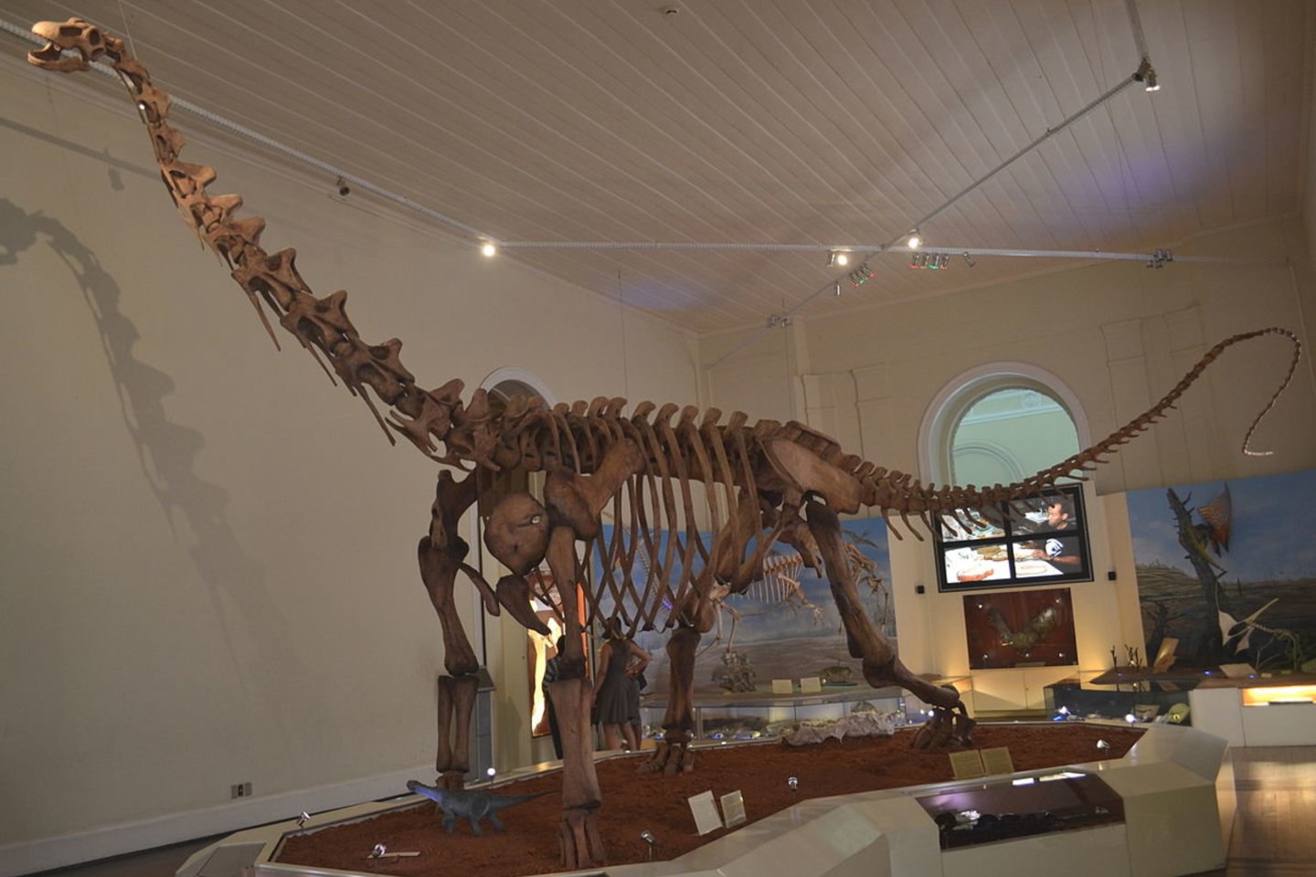 Žolėdis gigantas prieš 80 milijonų metų gyveno dabartinės Brazilijos teritorijoje.<br> Wikimedia commons