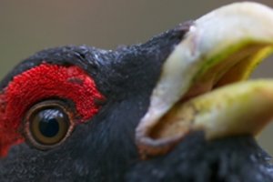 M. Survilos „Sengirė“ iš Italijos parsivežė auksą