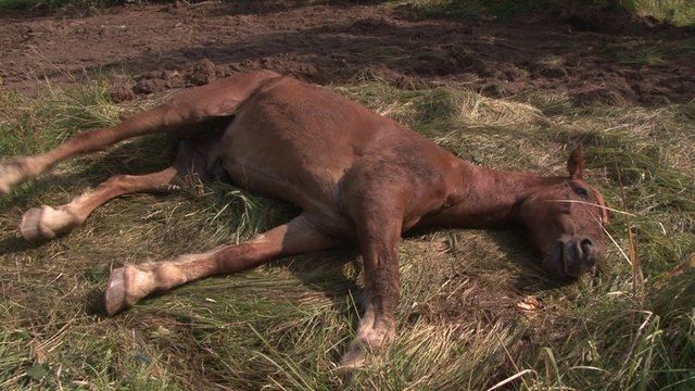 Šiaulių rajone neeilinė operacija – gelbėjo arklį