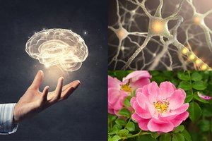 Žmogaus smegenys mokslininkams užminė dar vieną mįslę