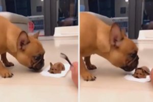 Tik įsižiūrėję suprasite, kodėl šuo išsigando torto