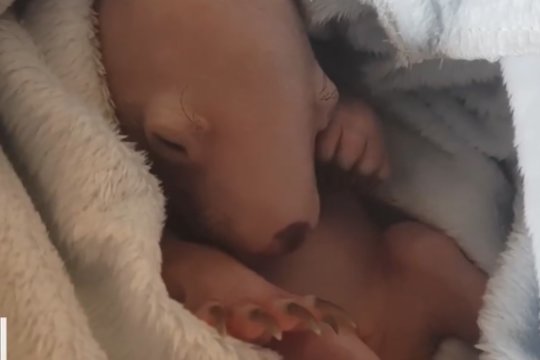 Mielumo viršūnė – mažylio vaizdo įrašas sušildys ir kiečiausią širdį