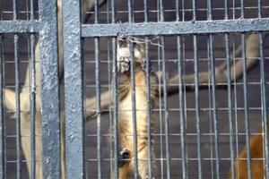 Kritikuoja zoologijos sodus prekybos centruose: tai prasilenkia su gyvūnų gerove