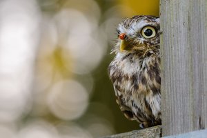 Įspūdingas kadras: ant mažosios pelėdos snapo nutūpė netikėtas svečias