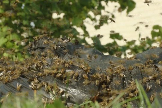 Netikėtas radinys Panevėžyje prie konteinerių – maišas su medumi ir bitėmis