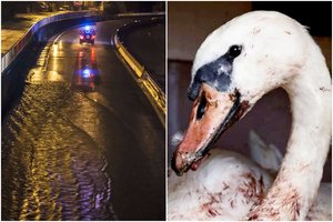 Asfaltuotą kelią su upe sumaišiusi gulbė patyrė siaubą