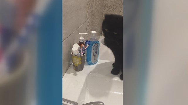 Pamačiusi, ką vonioje veikia katinas, žiūrovė negalėjo to nenufilmuoti