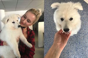 Lrytas.lt redakcijos svečias: širdis tirpdanti šunų veislė, išgyvenusi Hitlerio sunaikinimo planą