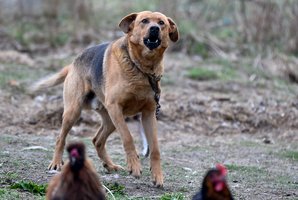 Šeimininkams – blogos žinios dėl garsiai lojančių šunų
