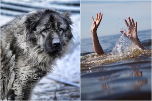 Pamatykite, kaip didžiulis šuo išgelbėjo mergaitę nuo vandenyno bangų