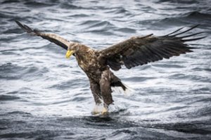 Kova dėl išlikimo: užfiksavo, kaip jūrinis erelis į orą pakėlė laimikį