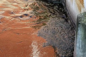 Valdininkai puolė aiškintis, kaip į Nevėžio upę Kėdainiuose patenka srutos