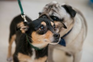 Šunų elgesio abėcėlė apsaugos nuo nelaimės: ją žinoti turi kiekvienas