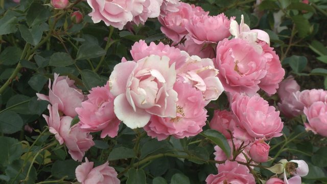 Patarimai rožių mylėtojams: ką daryti, kad jūsų gėlės būtų lyg iš pasakos