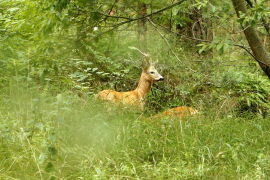 Miške išgirdę keistą riaumojimą, neišsigąskite: paskelbė, kad rengs net išvykas