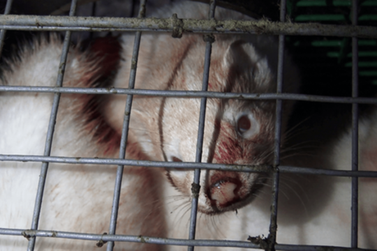 Prie Seimo – kailinių žvėrelių gynėjų protestas