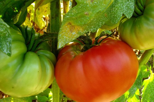 Kaip greičiau sunokinti pomidorus? Tereikia žinoti paprastą dalyką