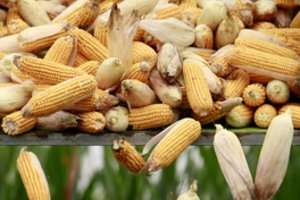 Kukurūzų projektas: kaip amerikiečių stebuklas įkalė vinį į sovietmečio ūkio karstą