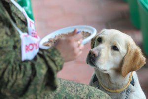 Lietuvos emigrantai turėtų suklusti – gyvūnų teisių gynėjai Anglijoje pasiekė svarbią pergalę