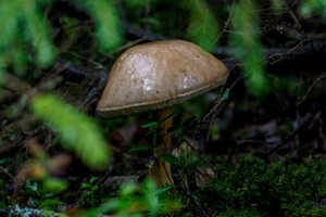 Grybais apsinuodijęs Rokiškio gyventojas neišgyveno