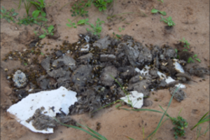 Siaubą kėlė milžiniška širšių kolonija