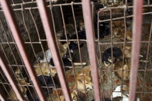 Vietnamo sostinės valdžia ragina gyventojus nebevalgyti šunienos