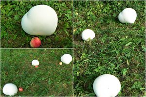 Rokiškio rajono sodybos šeimininkai apstulbo, išvydę gigantiškus grybus