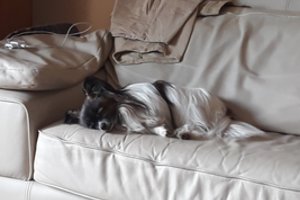 Įbauginti vilniečiai nebežino, kaip sutramdyti savo nebaudžiamą kaimyną