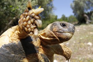 Viduržemio jūros saloje – neįtikėtina vagystė