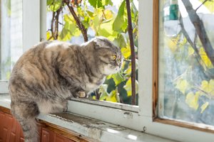 Dvigubas smūgis: per nelaimę katino netekusiai moteriai gresia kalėjimas