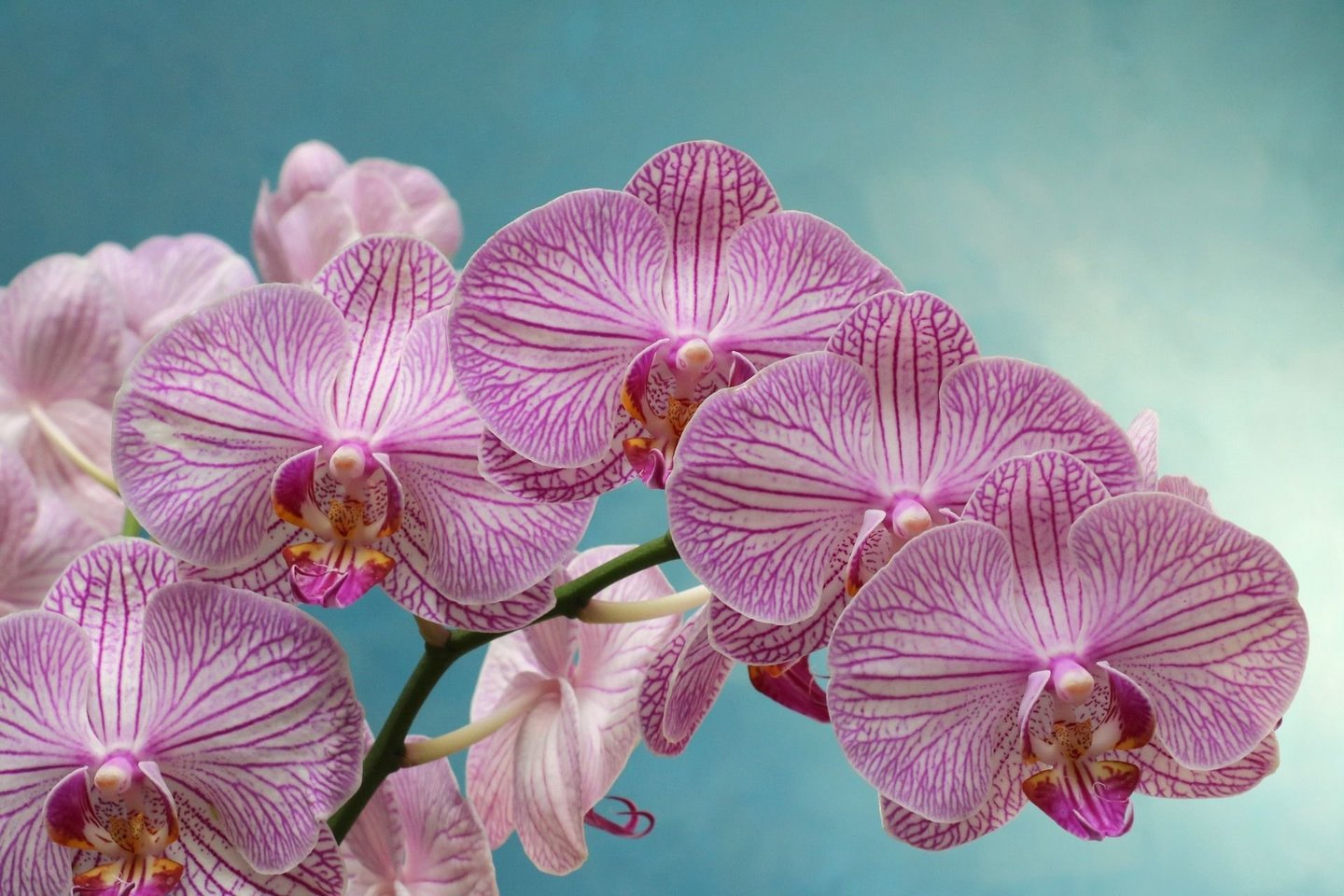  Orchidėja.<br> Pixabay nuotr.     
