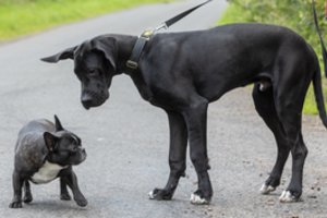 Ištyrė, kiek tiksliai žmonės suvokia, ką urgzdamas nori pasakyti šuo